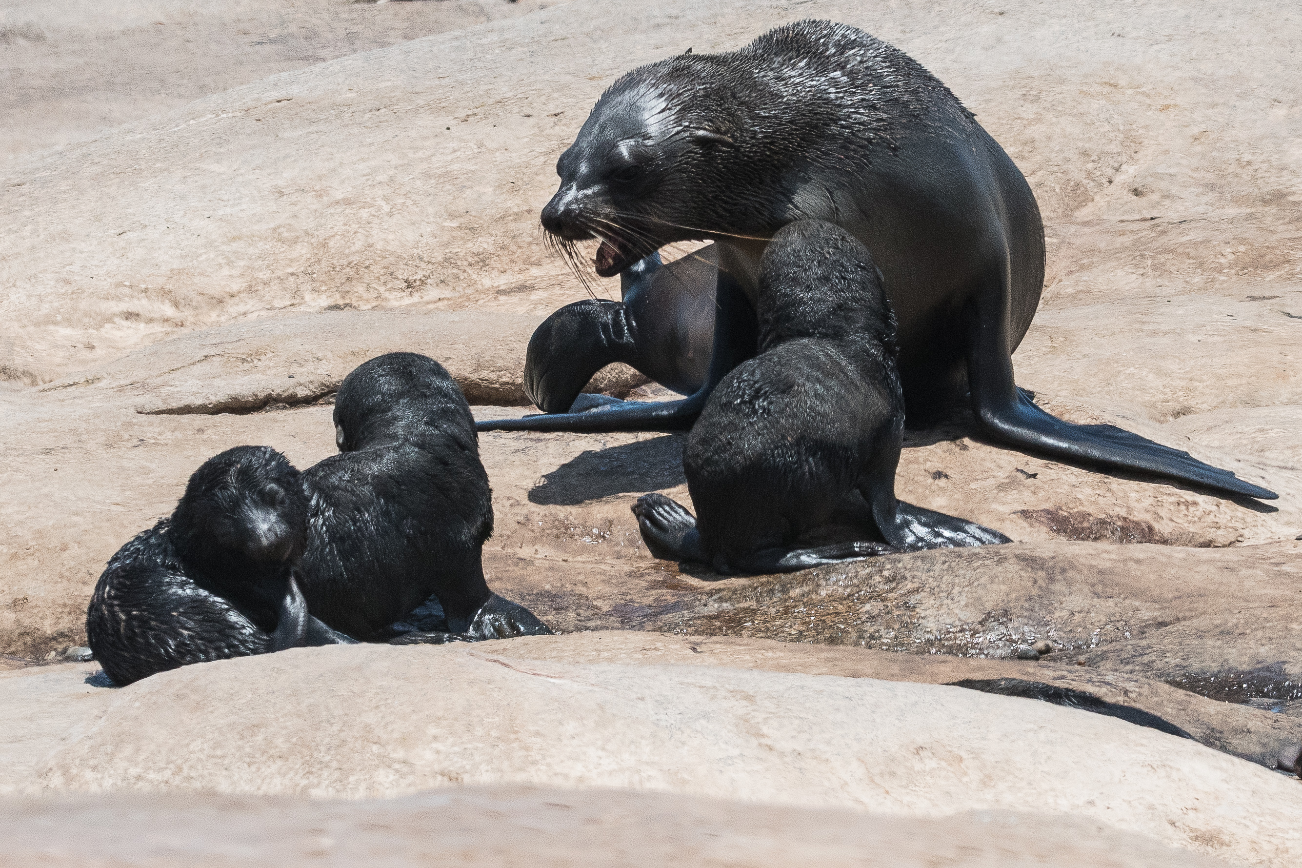 Otaries à fourrure du Sud (South-African Fur Seal, Arctocephalus pusillus), femelle adulte surveillant une petite crèche de 3 juvéniles , Möwe bay, Parc National de la Côte des squelettes, Namibie.